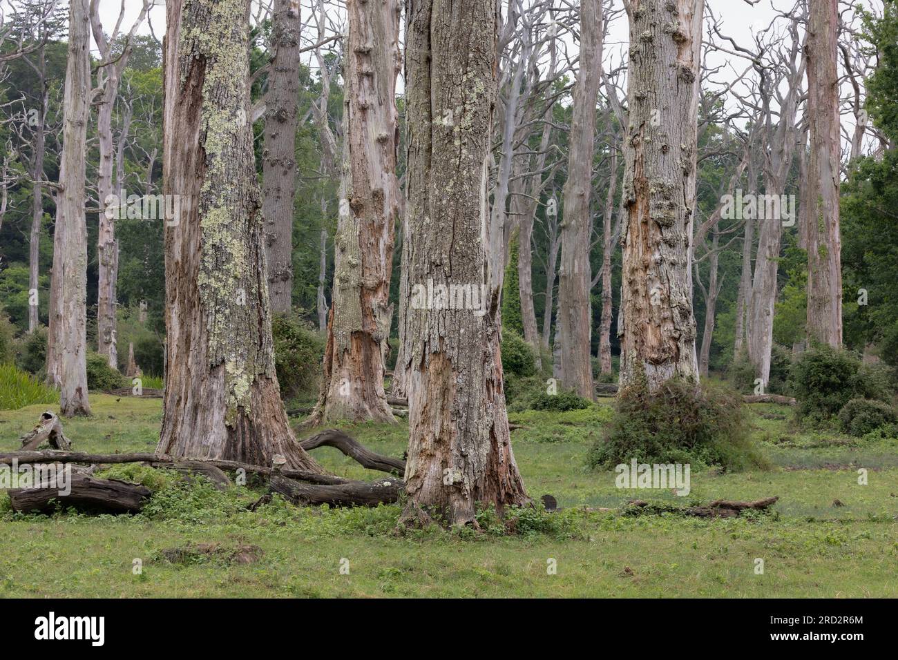Un gran numero di alberi morti ancora in piedi con corteccia grigia e muschiata in un'area con erba e alcuni bramboli. Nella New Forest, Hampshire, Regno Unito Foto Stock