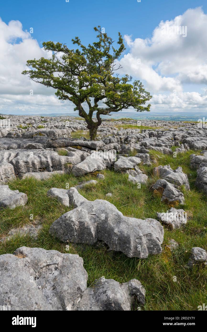 Pavimentazione in pietra calcarea su Twisleton Scar, Scales Moor, vicino a Ingleton, Yorkshire Dales National Park, Inghilterra Foto Stock