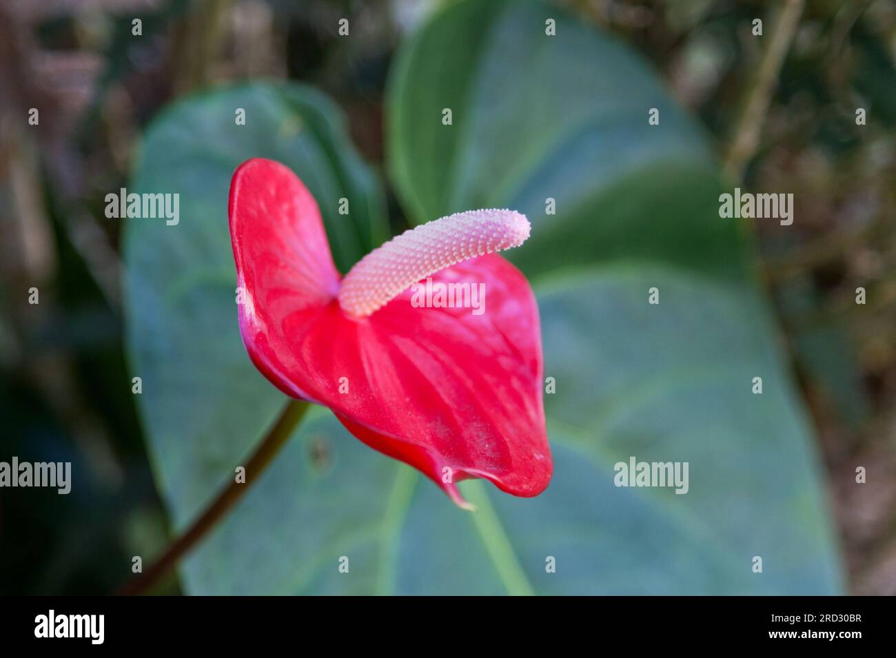 Primo piano su un Anthurium rosso. Foto Stock