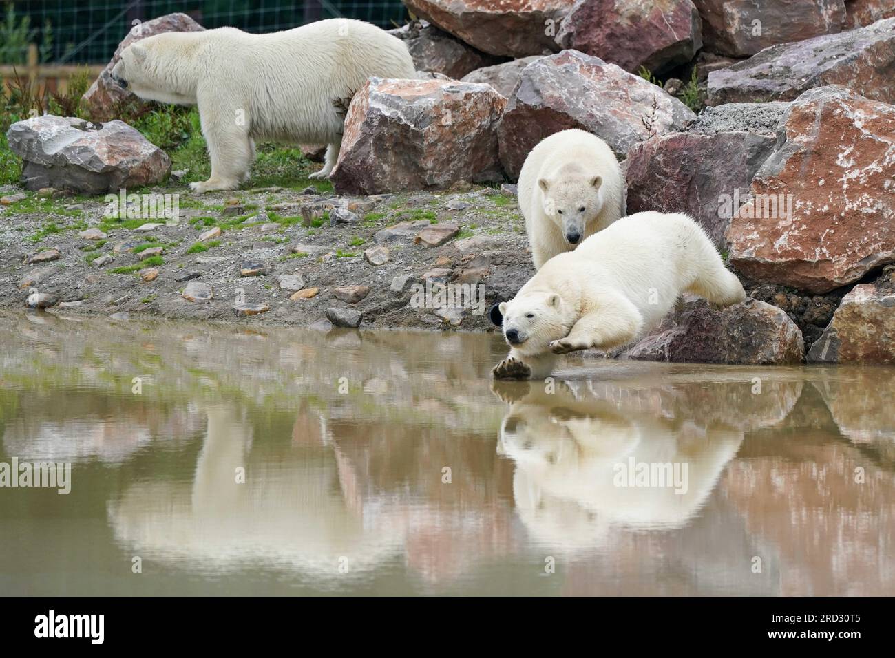 L'orso polare Hope e i suoi due cuccioli, Nanook e Noori, nel loro nuovo habitat al Peak Wildlife Park vicino a Leek, prima di incontrare il pubblico in agosto. Data foto: Martedì 18 luglio 2023. Foto Stock