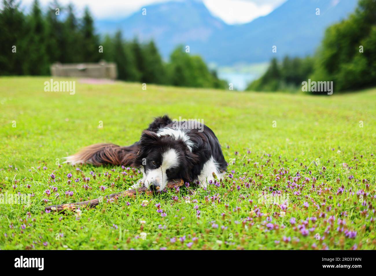 Cane carino sdraiato a terra e a giocare con se stesso. Foto Stock