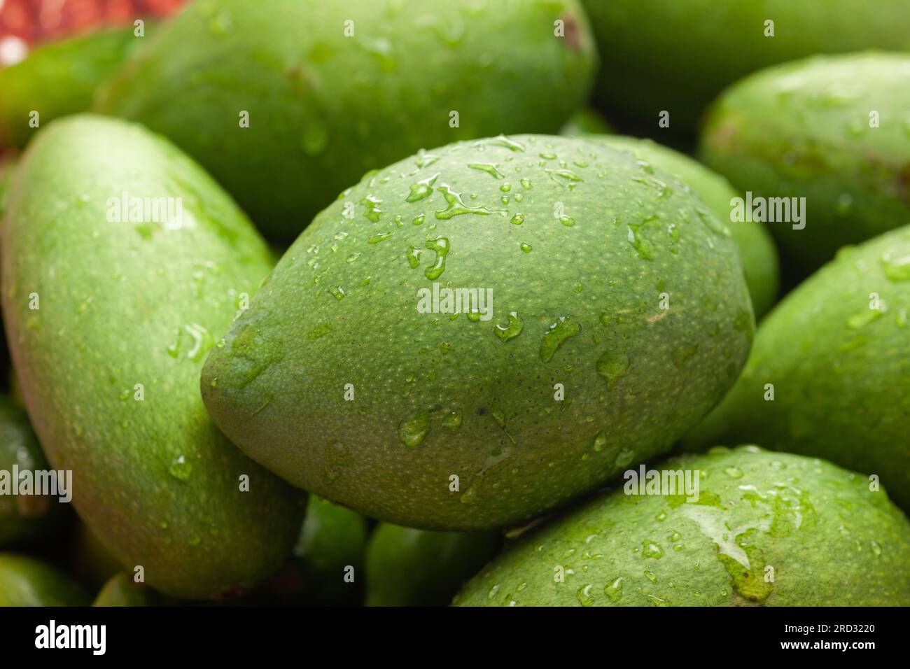 Collezione di manghi indiani verdi biologici (Mangifera indica) Foto Stock