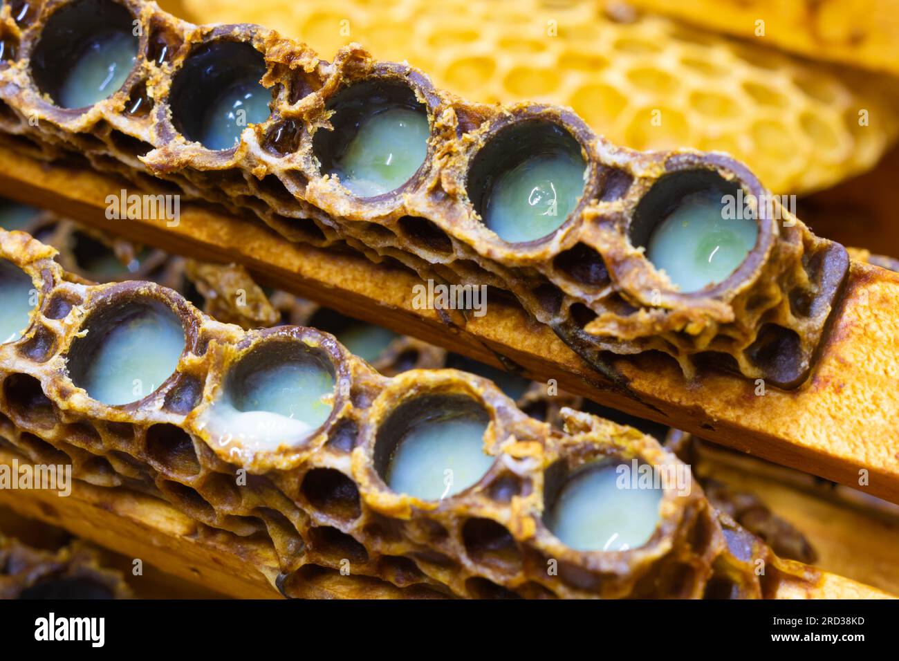 Royal Jelly. Ha aperto le tazze con le gelatine reali in primo piano. Produzione artificiale di api regina. Foto del concetto di apicoltura o apicoltura. Foto Stock
