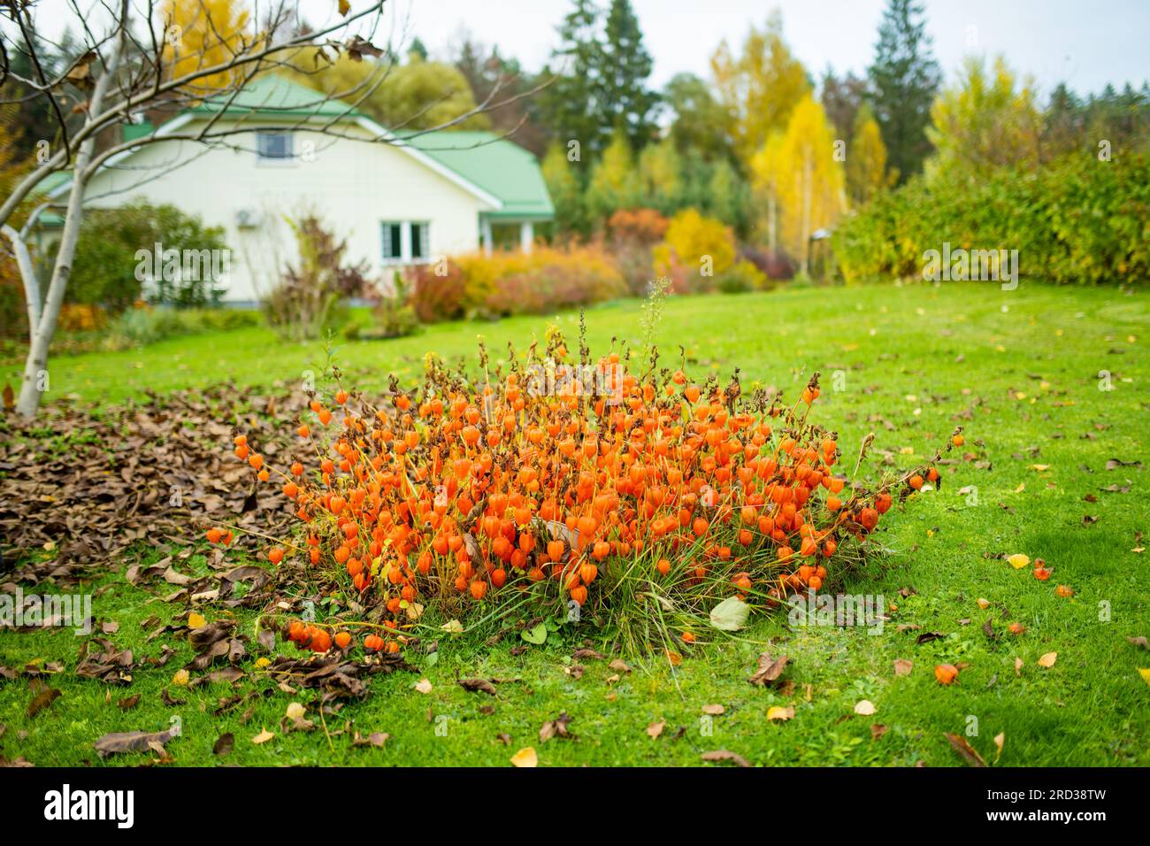 Fiori di fisalis a forma di lanterna di colore arancio brillante nella soleggiata giornata autunnale. Inverno ciliegia ramo all'aperto nel mese di ottobre. Bellezza in natura. Foto Stock