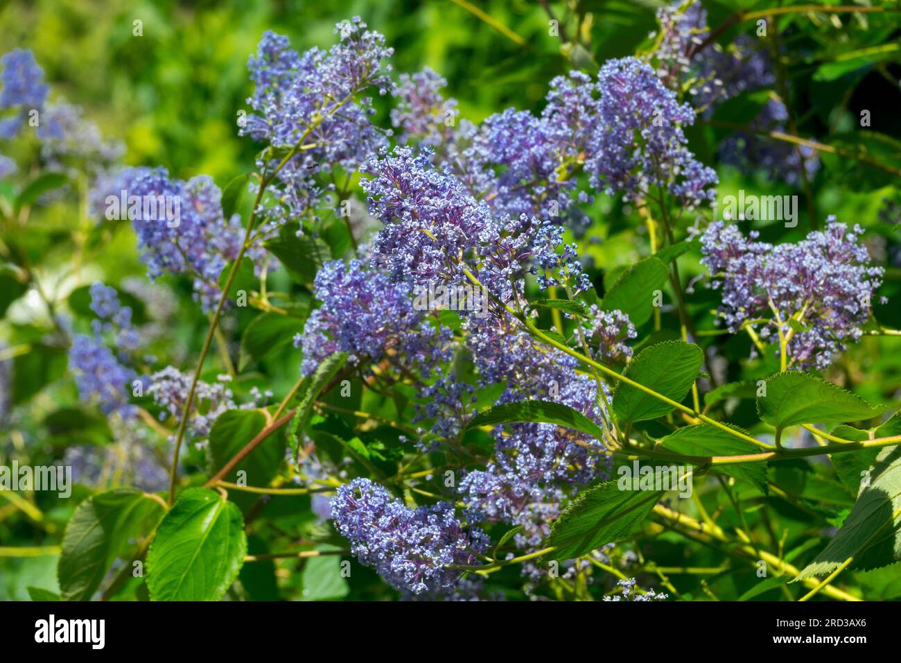 Ceanothus x delilianus Blue Flowers Ceanothus 'Gloire de Versailles' Plant Blooming Garden Shrub fioritura Ceanothus Blooms New Jersey Tea Bushy Foto Stock