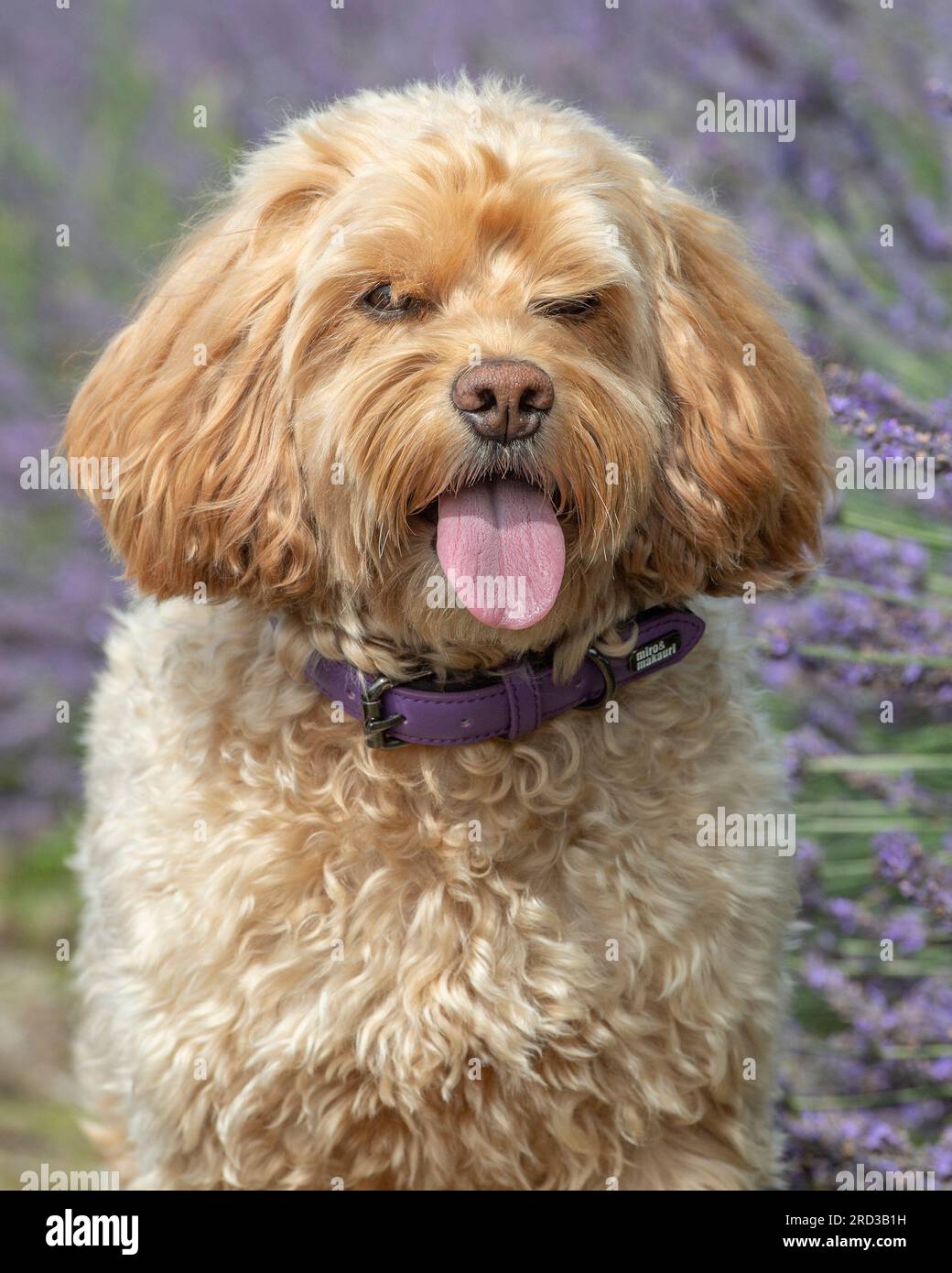 Fiori dall'aspetto soffice immagini e fotografie stock ad alta ...