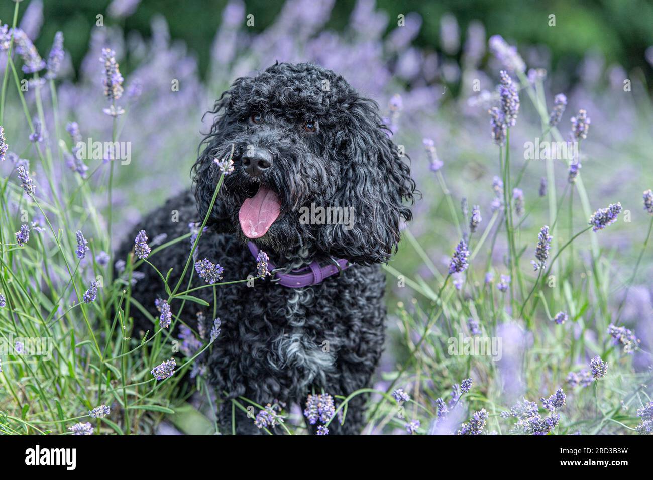 cane cockapoo in fiori di lavanda Foto Stock