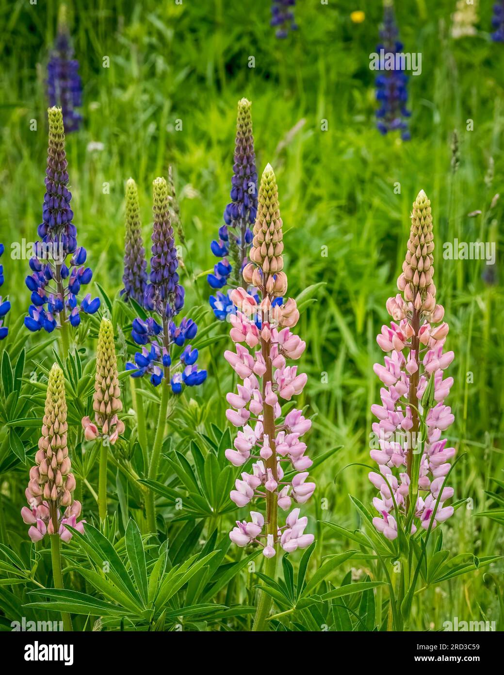 Lupinus, comunemente noto come lupino, lupino o bluebonnet regionale che cresce lungo la strada nella penisola superiore del Michigan negli Stati Uniti Foto Stock Lupinus, comunemente noto come lupino, lupino o bluebonnet regionale che cresce lungo la strada nella penisola superiore del Michigan negli Stati Uniti Foto Stock