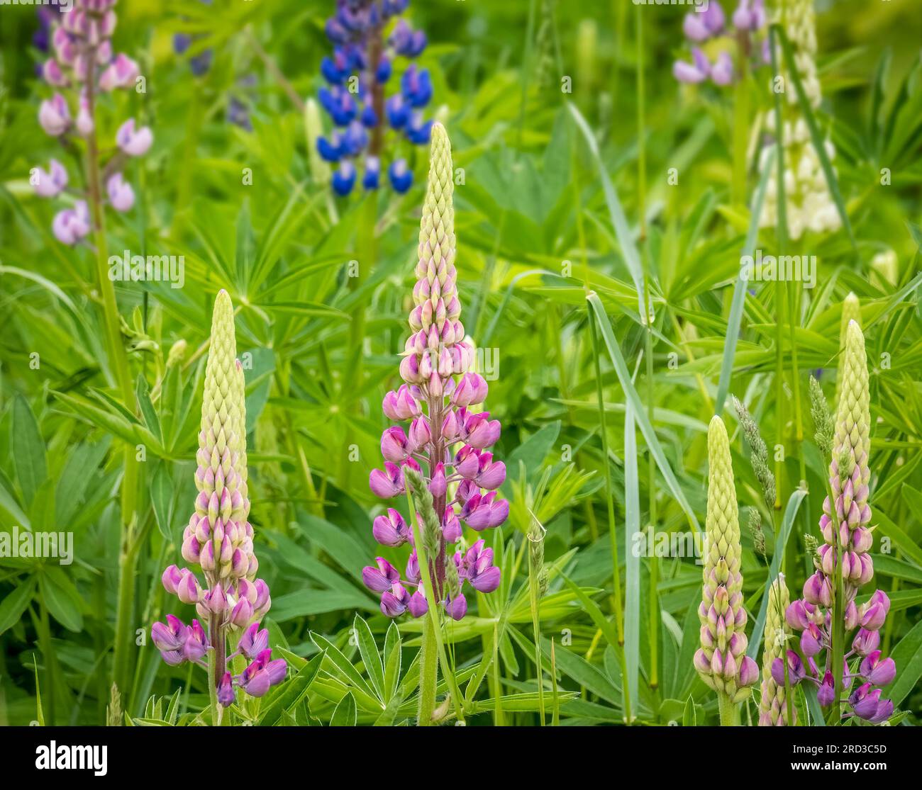 Lupinus, comunemente noto come lupino, lupino o bluebonnet regionale che cresce lungo la strada nella penisola superiore del Michigan negli Stati Uniti Foto Stock Lupinus, comunemente noto come lupino, lupino o bluebonnet regionale che cresce lungo la strada nella penisola superiore del Michigan negli Stati Uniti Foto Stock