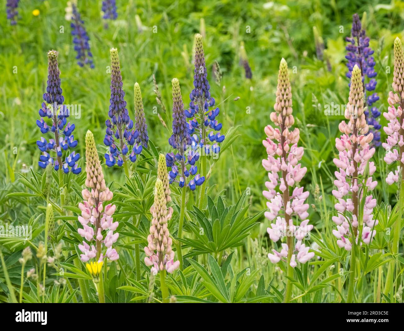 Lupinus, comunemente noto come lupino, lupino o bluebonnet regionale che cresce lungo la strada nella penisola superiore del Michigan negli Stati Uniti Foto Stock Lupinus, comunemente noto come lupino, lupino o bluebonnet regionale che cresce lungo la strada nella penisola superiore del Michigan negli Stati Uniti Foto Stock
