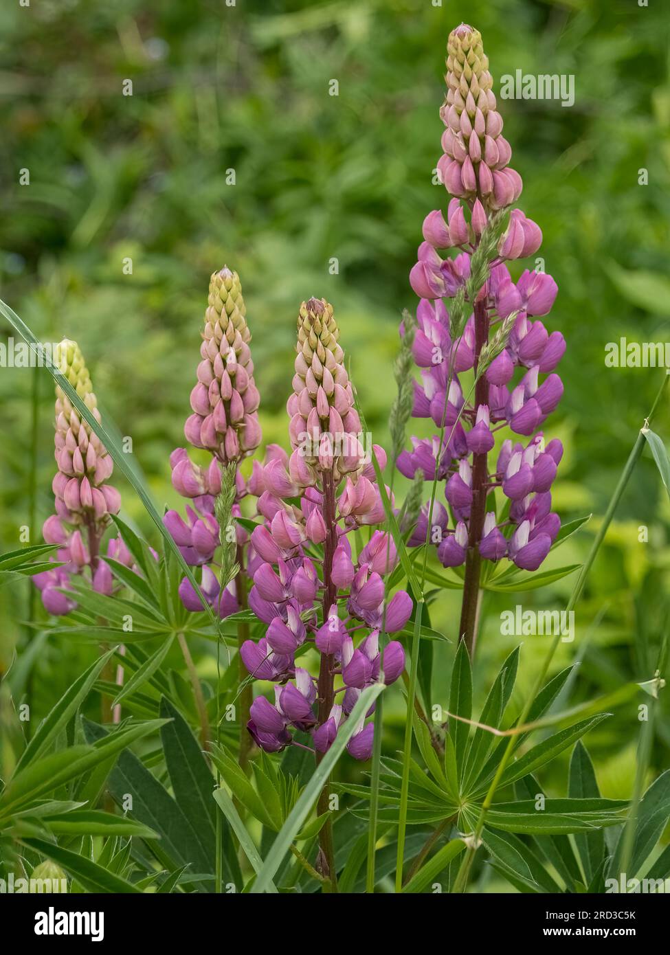 Lupinus, comunemente noto come lupino, lupino o bluebonnet regionale che cresce lungo la strada nella penisola superiore del Michigan negli Stati Uniti Foto Stock Lupinus, comunemente noto come lupino, lupino o bluebonnet regionale che cresce lungo la strada nella penisola superiore del Michigan negli Stati Uniti Foto Stock