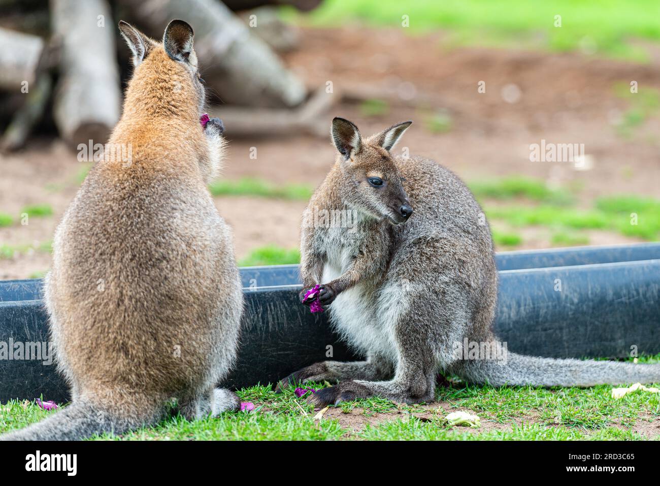 Wallaby dal collo rosso (macropus rufogriseus) che mangia cavolo rosso allo Yorkshire Wildlife Park Foto Stock