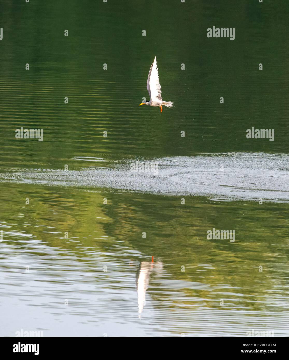 Celestial Hunter: Osserva l'eleganza mozzafiato di una terna di fiume a metà volo mentre si arrampica con grazia per catturare la sua sfuggente preda. Foto Stock