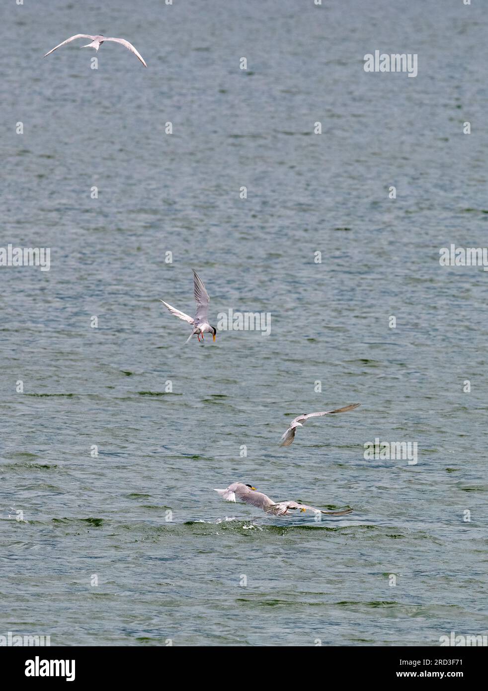 Celestial Hunter: Osserva l'eleganza mozzafiato di una terna di fiume a metà volo mentre si arrampica con grazia per catturare la sua sfuggente preda. Foto Stock