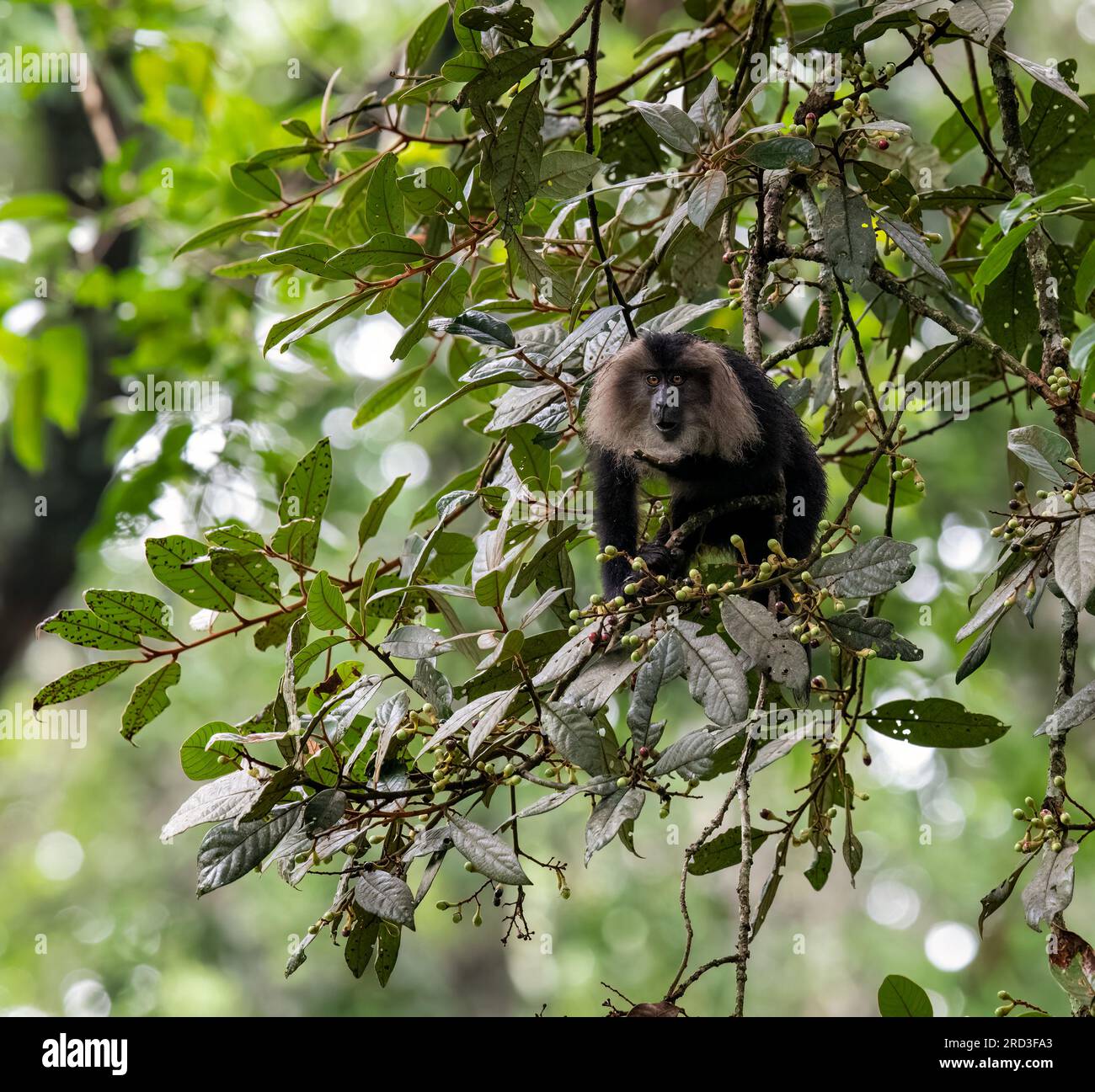 Tesori verdeggianti svelati: I maestosi lancri del Nilgiri e i macachi dalla coda di leone vagano liberi nell'incontaminata riserva delle tigri del Parambikulam del Kerala! Foto Stock