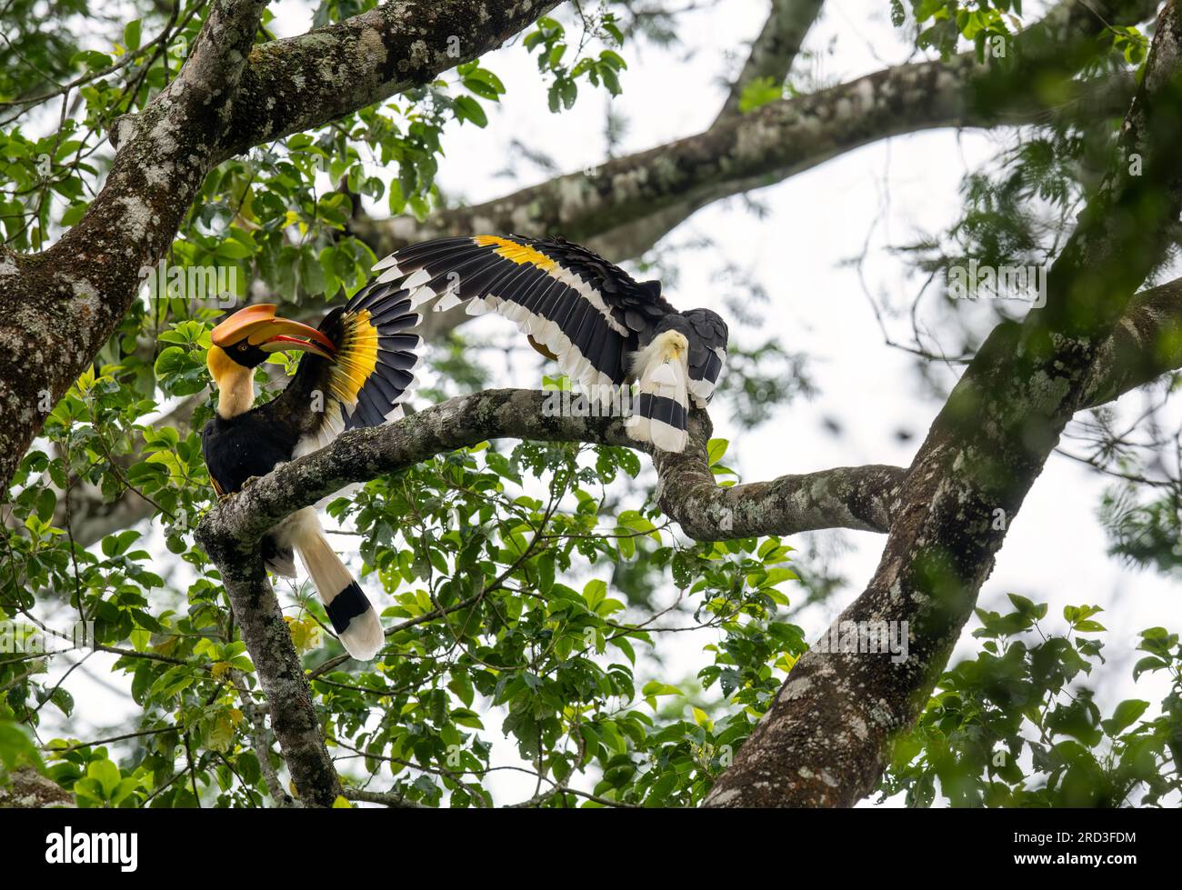 Esplora l'incantevole Great Indian Hornbill: Nidificazione e alimentazione nel Green Paradise di Nelliampathi Foto Stock