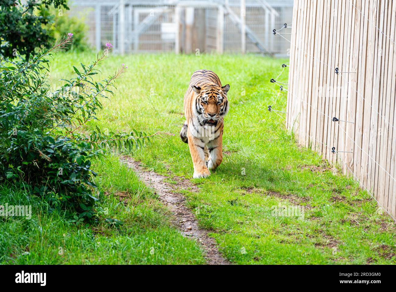 Una tigre allo Yorkshire Wildlife Park, Doncaster, South Yorkshire, Regno Unito Foto Stock