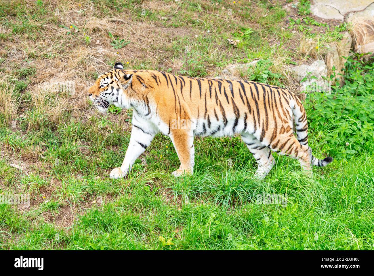 Una tigre allo Yorkshire Wildlife Park, Doncaster, South Yorkshire, Regno Unito Foto Stock
