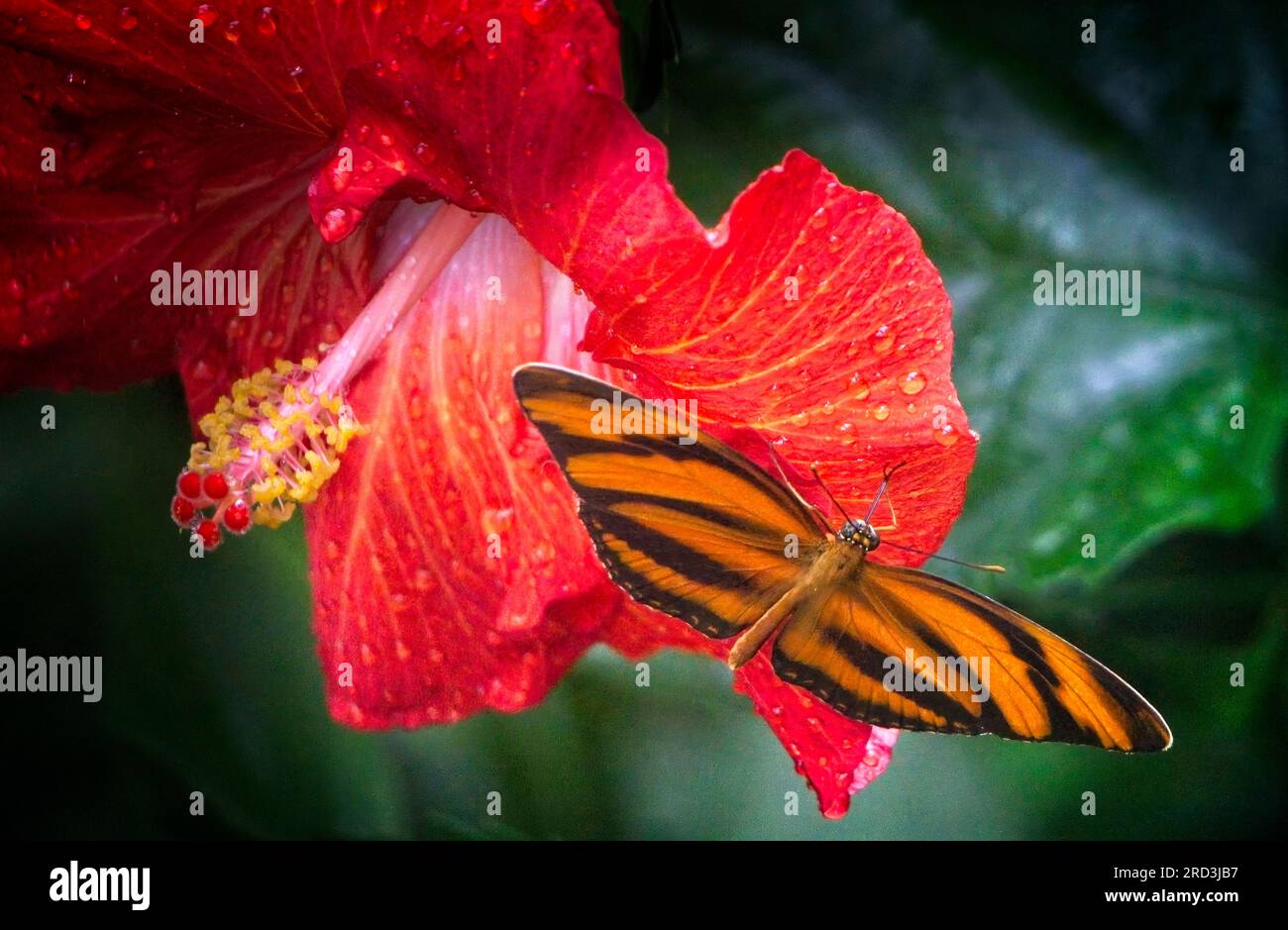 Zoo Zebra Long Wing Butterfly Calgary, Alberta Foto Stock