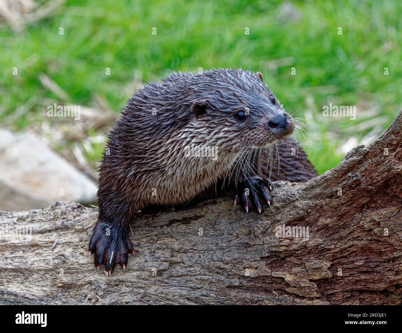 Lontra eurasiatica (Lutra lutra) Immaturo all'aperto che sembra attento e curioso. Foto Stock