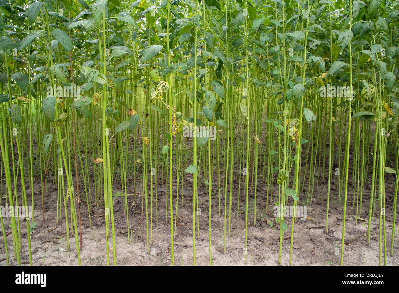 Green Jute Plantation Field. Sfondo trama impianto iuta grezza. Questa è la cosiddetta fibra dorata in Bangladesh Foto Stock
