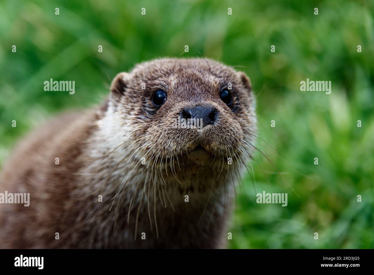 Lontra eurasiatica (Lutra lutra) Immaturo all'aperto che sembra attento e curioso. Foto Stock