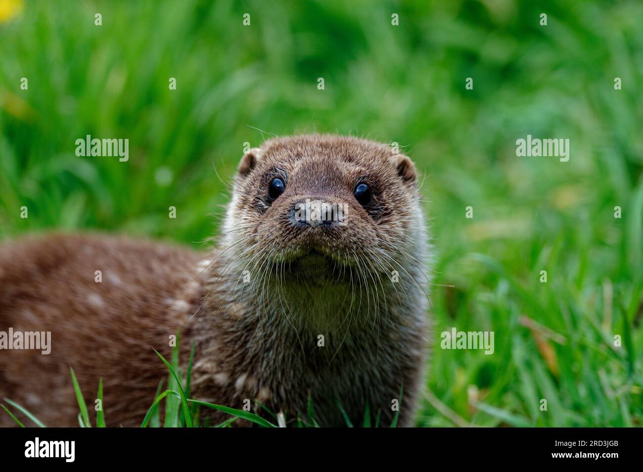 Lontra eurasiatica (Lutra lutra) Immaturo all'aperto che sembra attento e curioso. Foto Stock