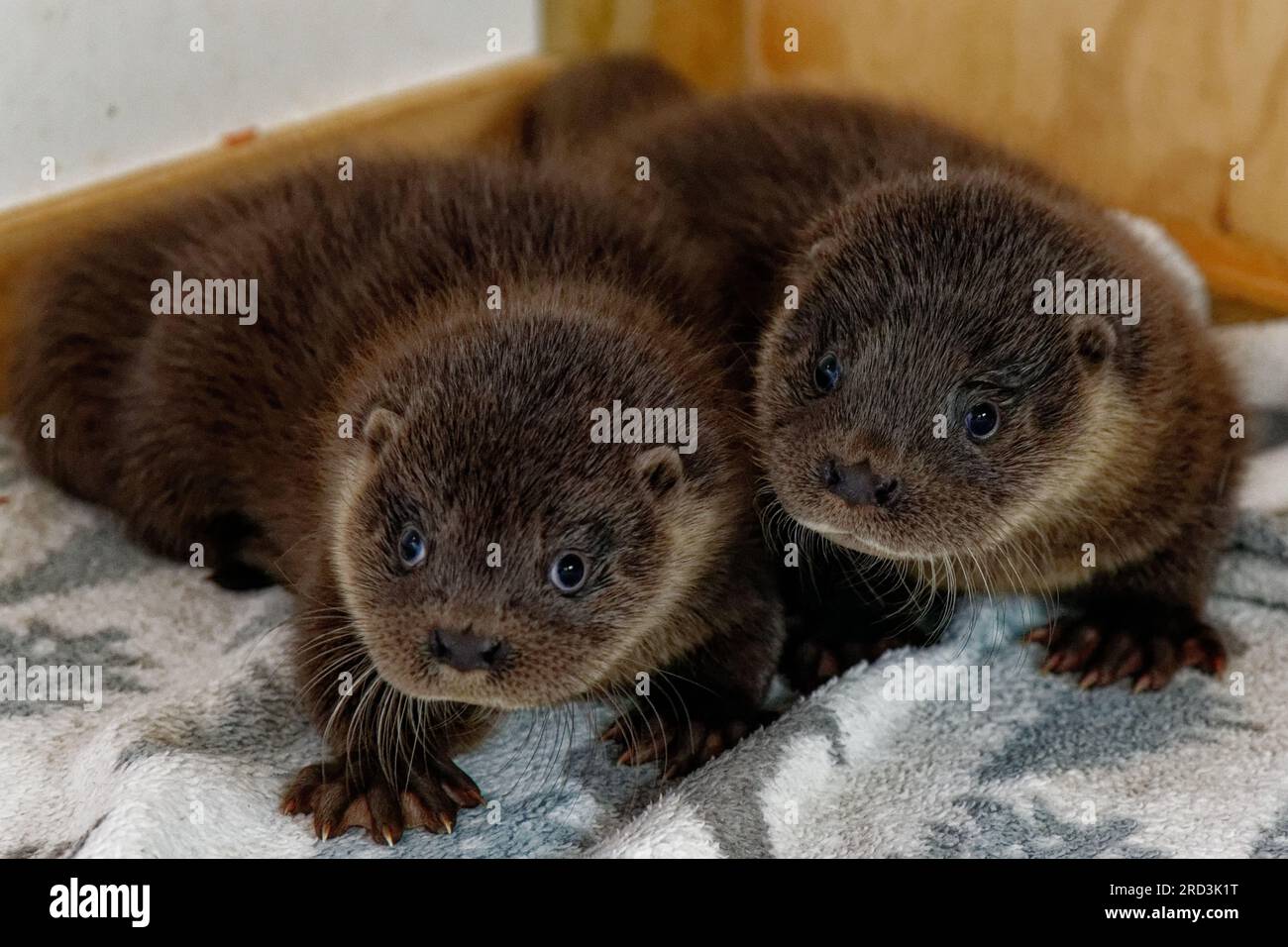 Lontra eurasiatica (Lutra lutra) cucciolo orfano in cura allevato a mano. Foto Stock