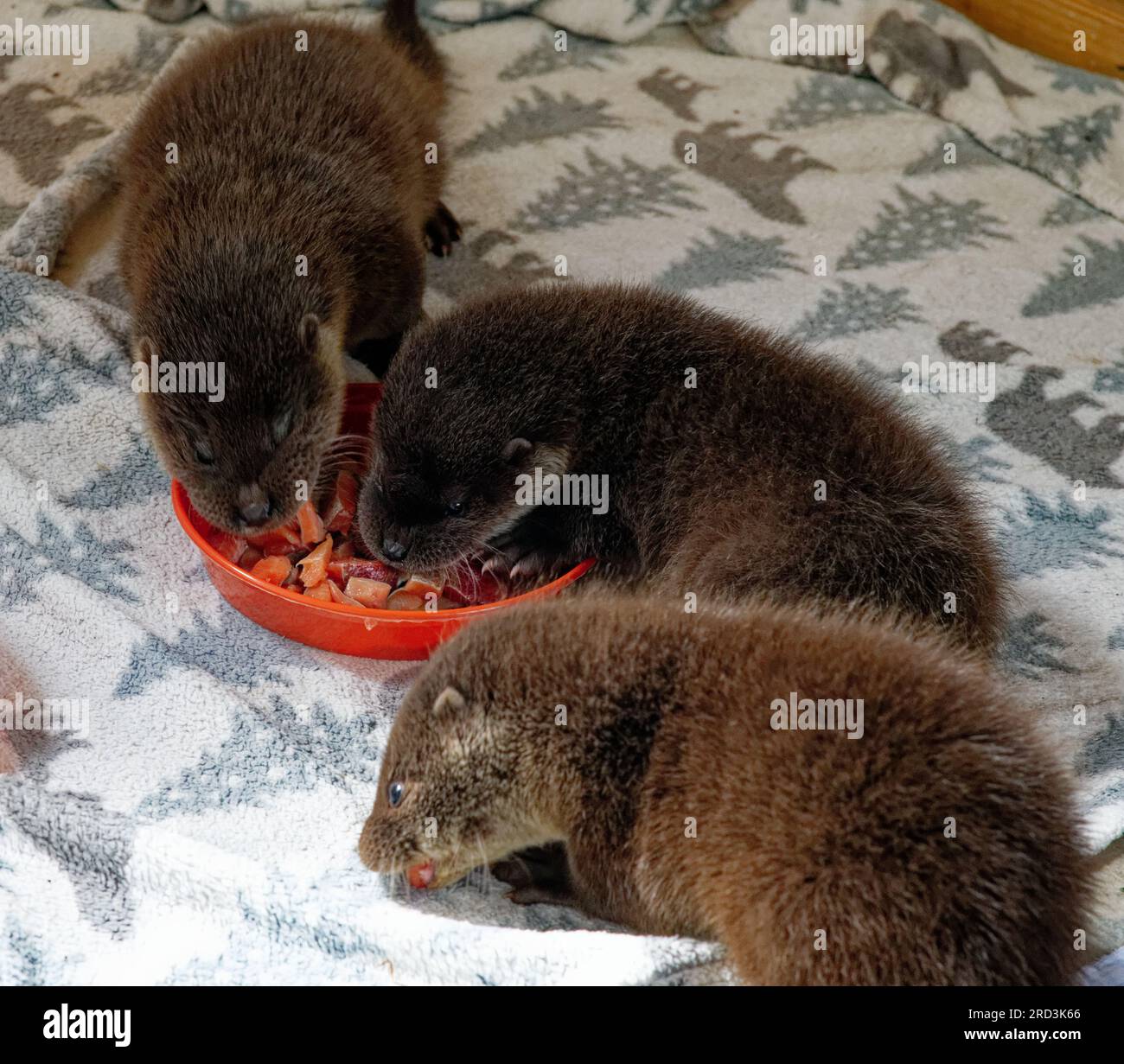 Lontra eurasiatica (Lutra lutra) cucciolo orfano in cura allevato a mano. Foto Stock