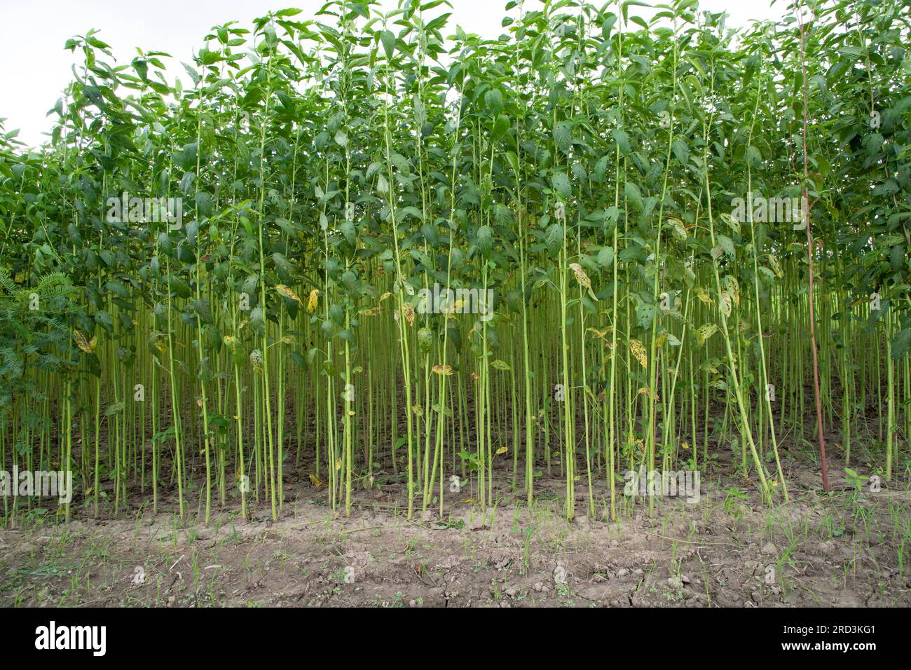 Green Jute Plantation Field. Sfondo trama impianto iuta grezza. Questa è la cosiddetta fibra dorata in Bangladesh Foto Stock