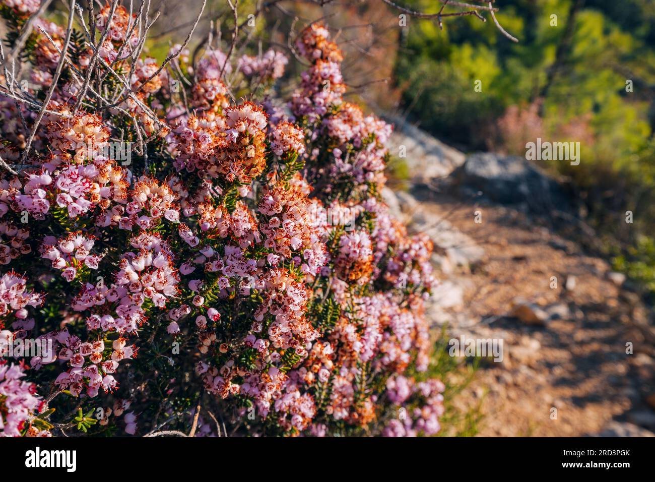 colori vivaci e dettagli intricati dei fiori di erica, che catturano la loro graziosa presenza sullo sfondo naturale. Foto Stock