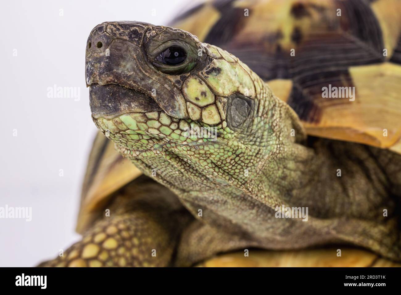 Turtle isolato su uno sfondo bianco Foto Stock