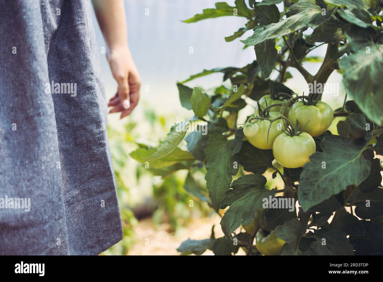 La donna contadina si prende cura delle verdure e delle piante di pomodoro biologiche in una serra. Pomodori maturi in giardino. Foto Stock