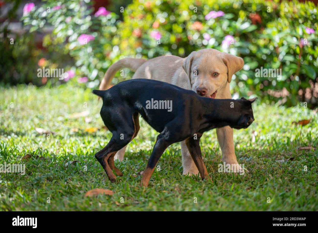 Il cucciolo di Labrador gioca con il cane da pincher doberman sullo sfondo verde del giardino Foto Stock