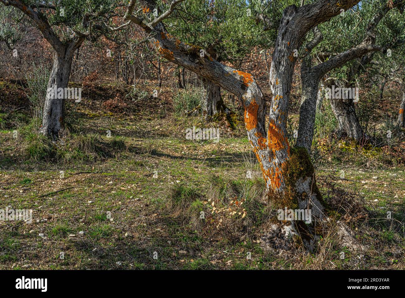 Boschetto di ulivi con tronchi ricoperti di licheni gialli e muschio verde. Abruzzo, Italia, Europa Foto Stock