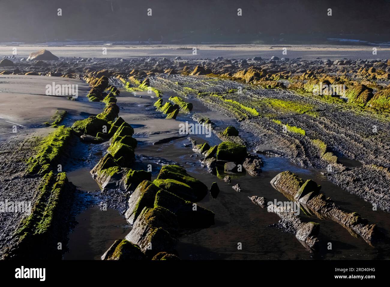 Piattaforma tagliata a onde a Shi Shi Beach e Point of Arches, Olympic National Park, Washington State, USA Foto Stock