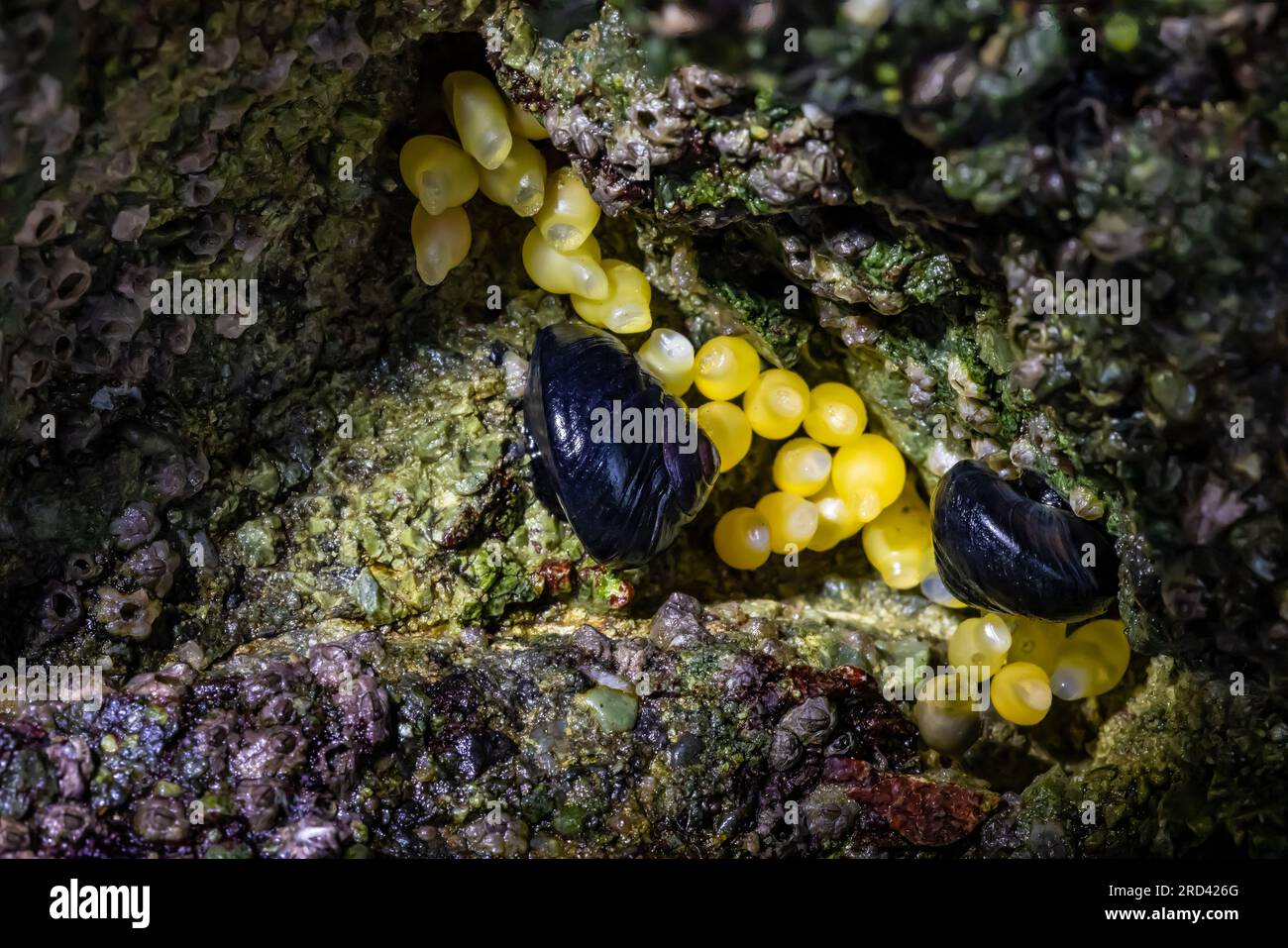 Black Turban Snail, Tegula funebralis, con uova di Dogwinkle a strisce, su una roccia con bassa marea a Point of Arches, Olympic National Park, Washington sta Foto Stock