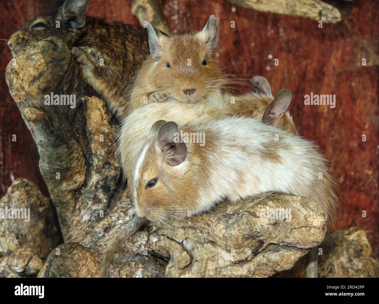 Degu scoiattoli allo zoo. Vista ravvicinata Foto Stock