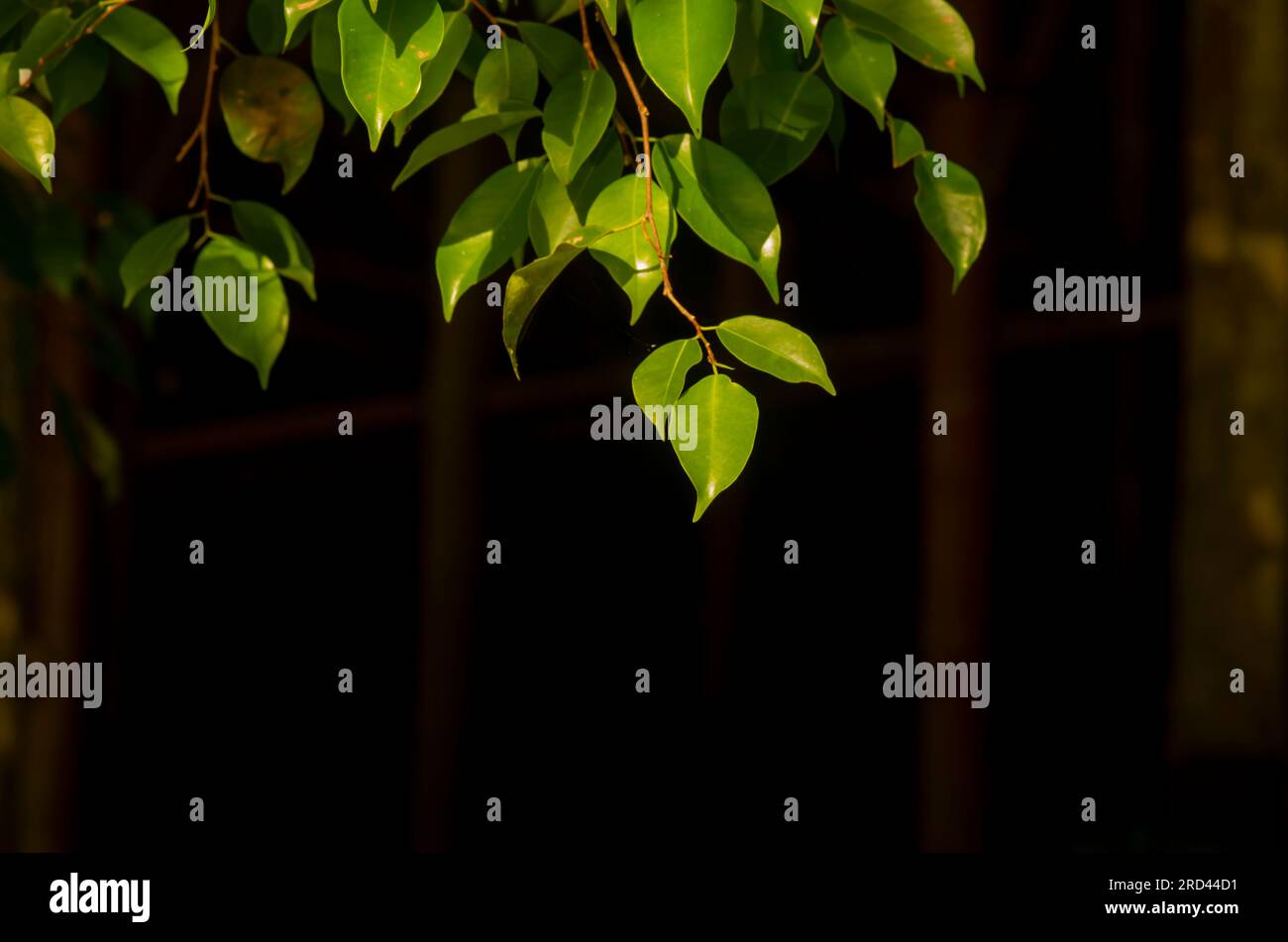 Beringin (Ficus benjamina) lascia la retroilluminazione per uno sfondo naturale e una carta da parati. Foto Stock