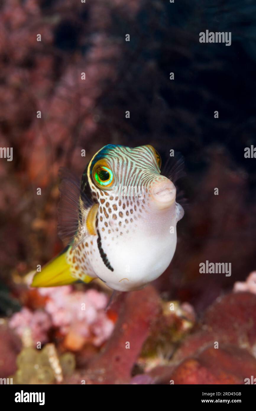 Puffer a sella nera, Canthigaster valentini, Raja Ampat, West Papua, Indonesia Foto Stock