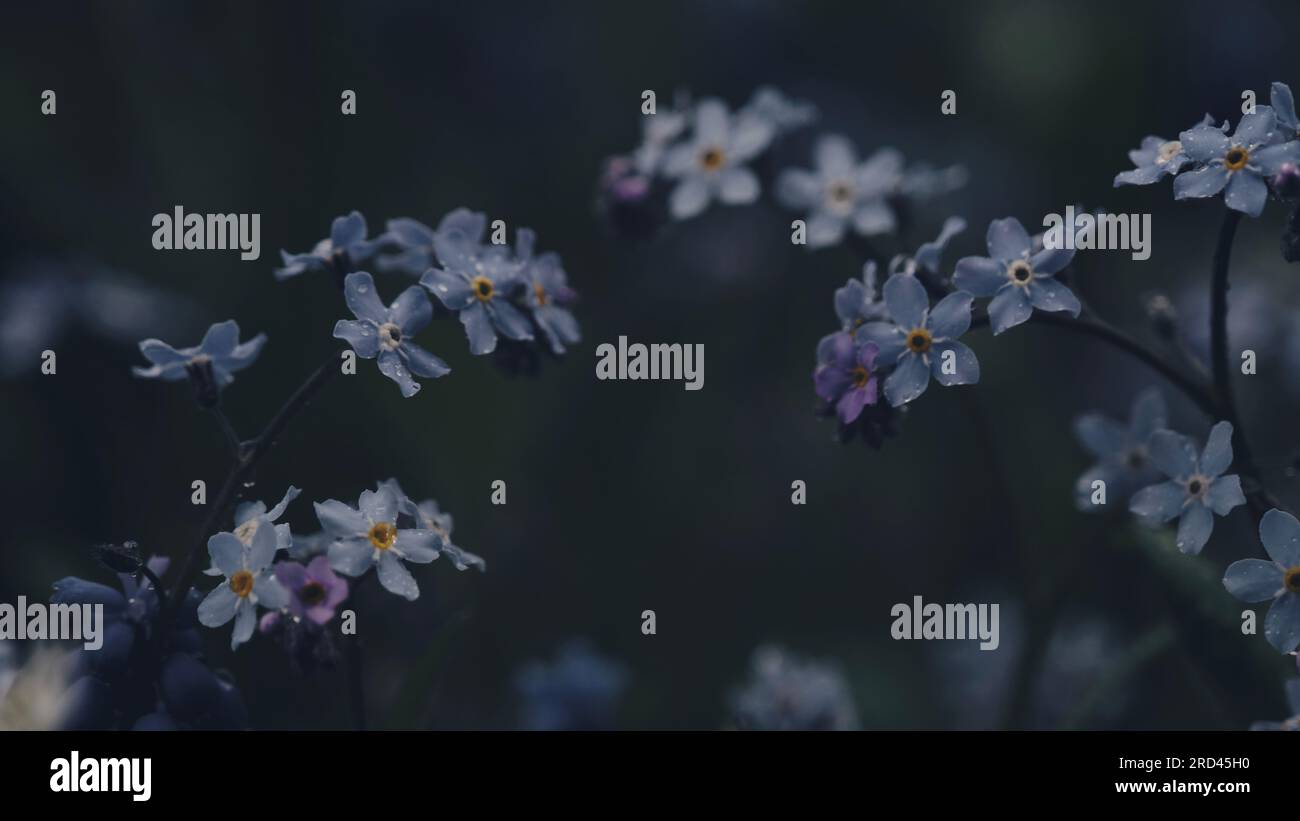 Una fotografia lunatica di "scordami-me-nots" blu che cresce in un campo di fiori Foto Stock