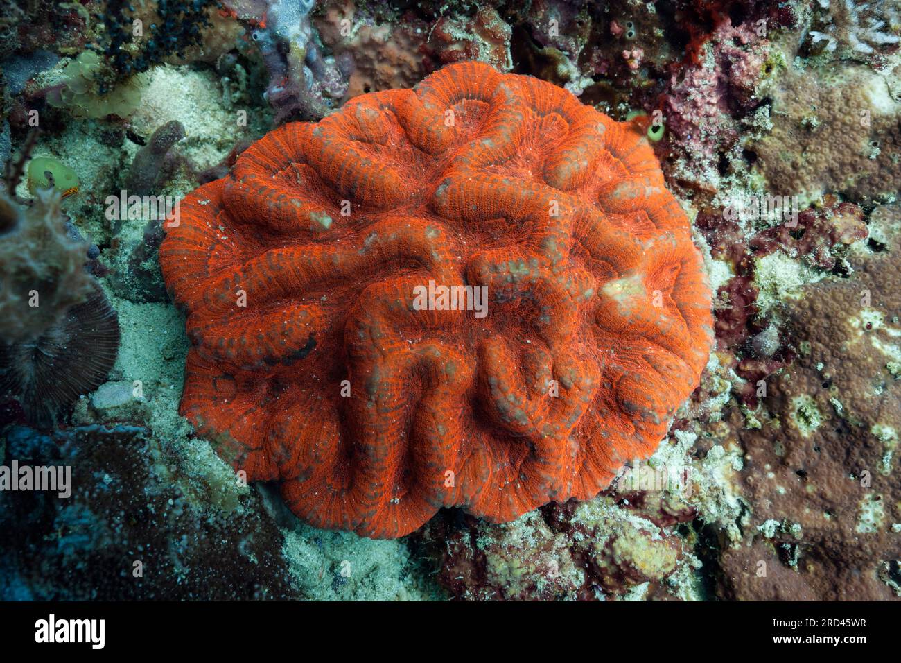 Corallo Stoney fluorescente, Symphyllia sp., Raja Ampat, Papua Occidentale, Indonesia Foto Stock
