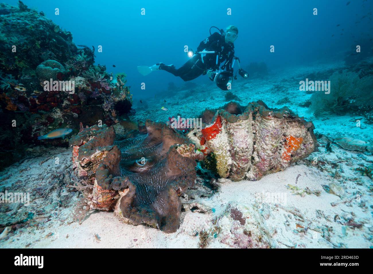 Tuffatore di vongole giganti e scuba, Tridacna squamosa, Raja Ampat, Papua Occidentale, Indonesia Foto Stock