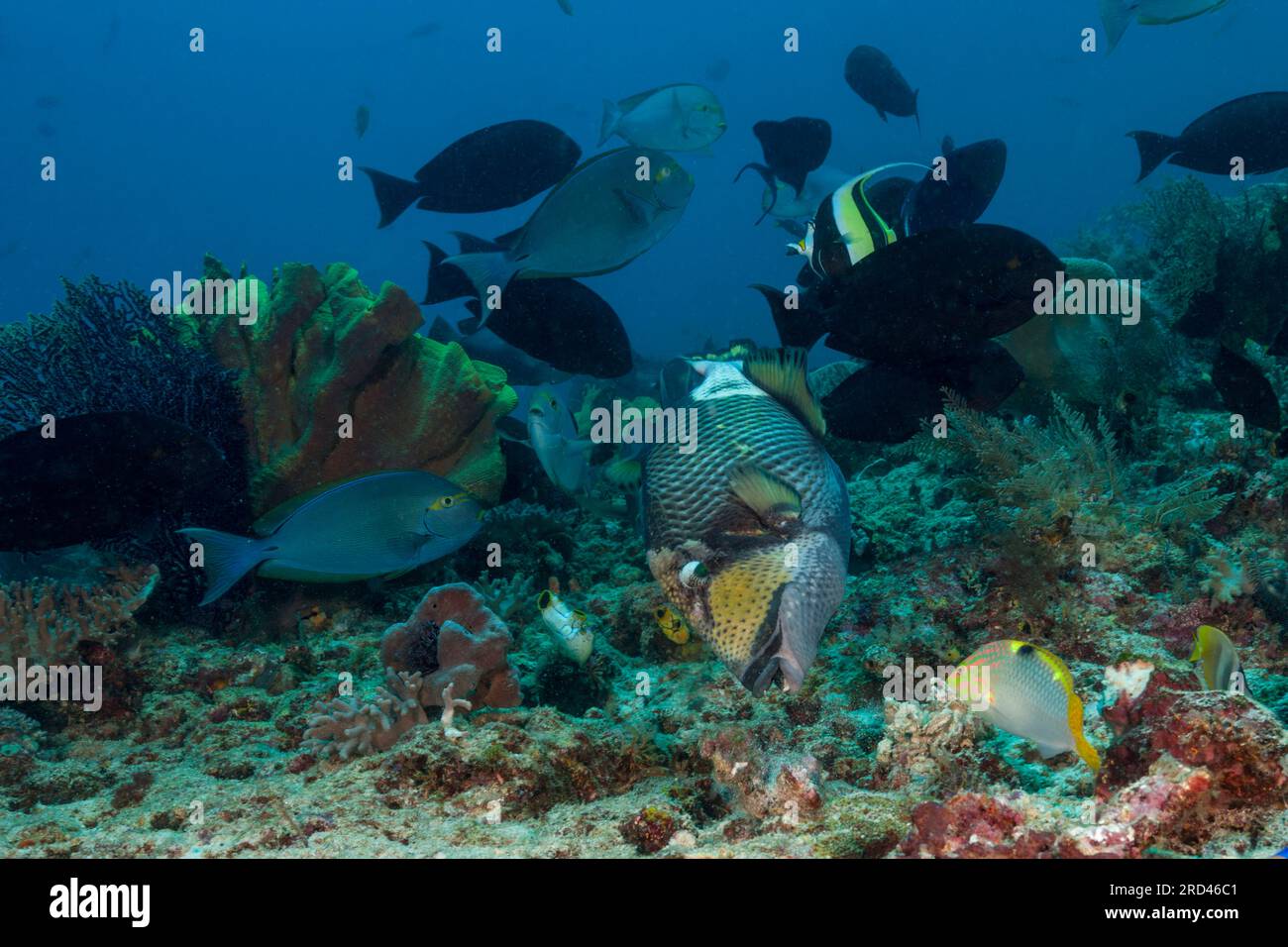 Pesce corallo a Coral Reef, Raja Ampat, Papua Occidentale, Indonesia Foto Stock