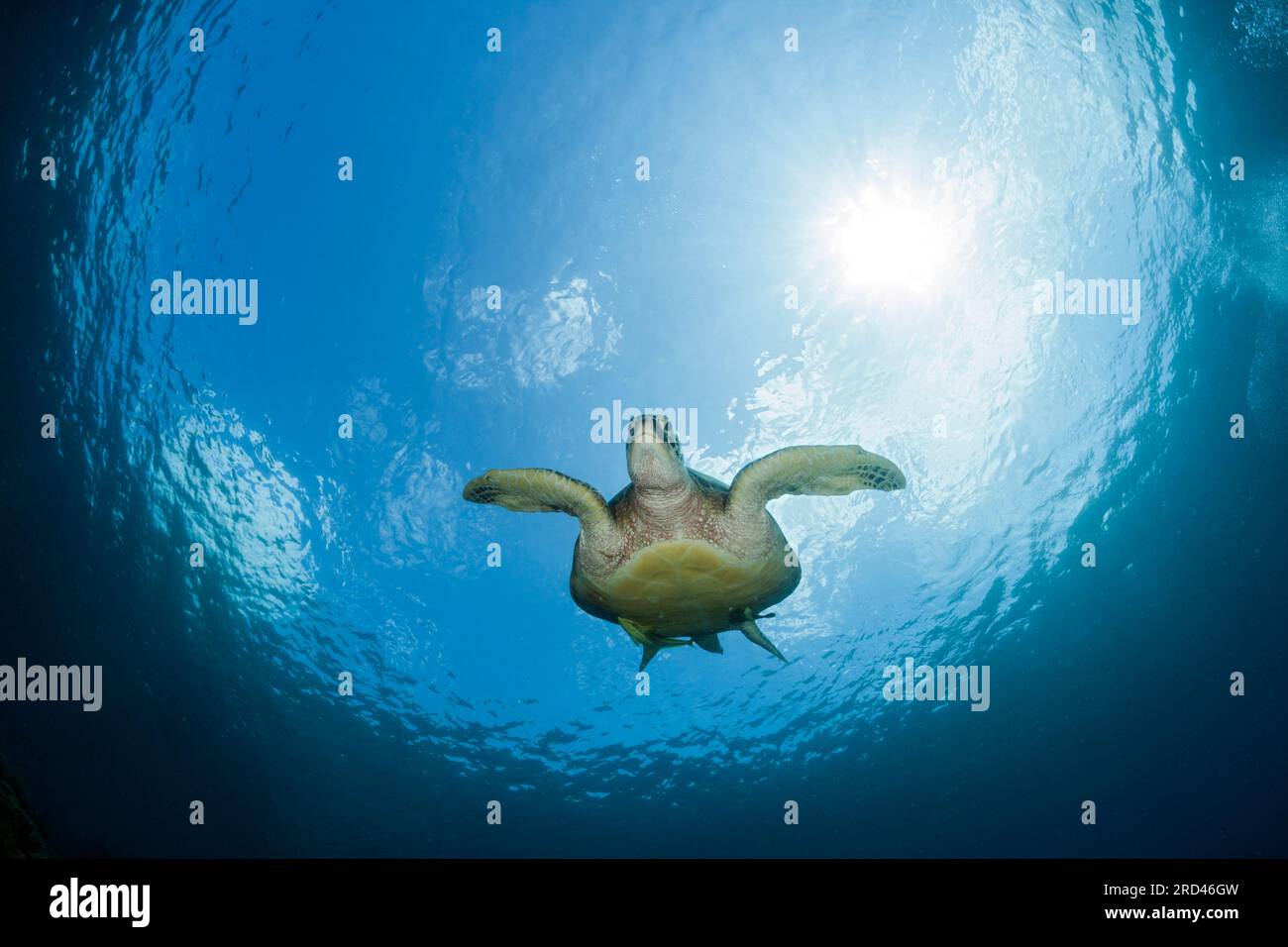 Tartaruga Verde, Chelonia Mydas Raja Ampat, Papua occidentale, in Indonesia Foto Stock