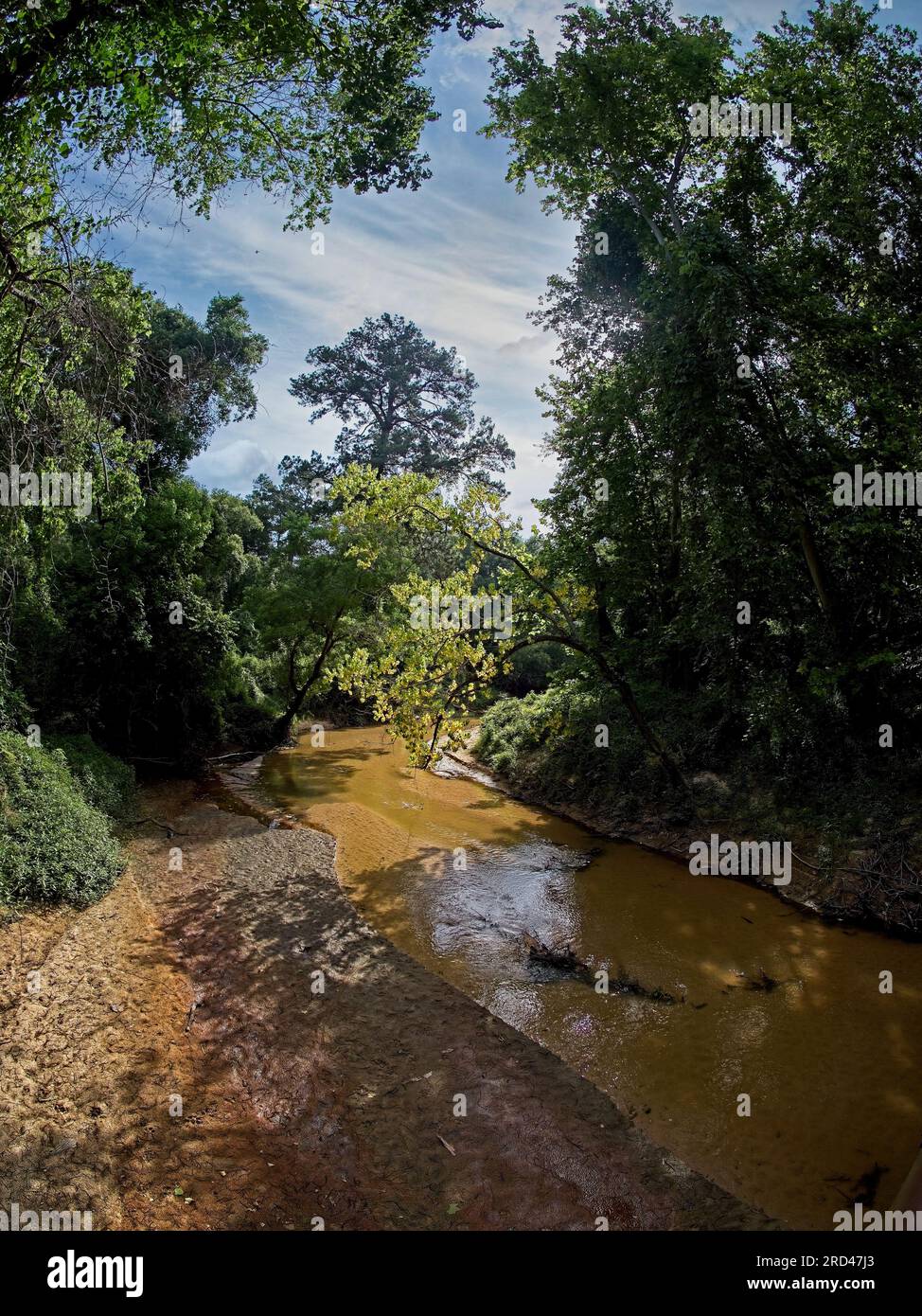 River in the Woods with Tree lit by the Sun Foto Stock