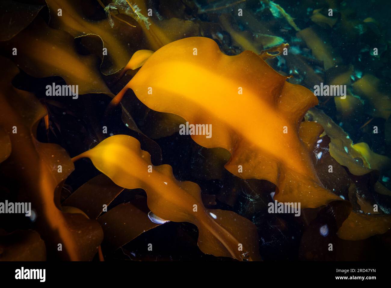Hollow-Stemmed kelp sott'acqua nel fiume San Lorenzo in Canada Foto Stock