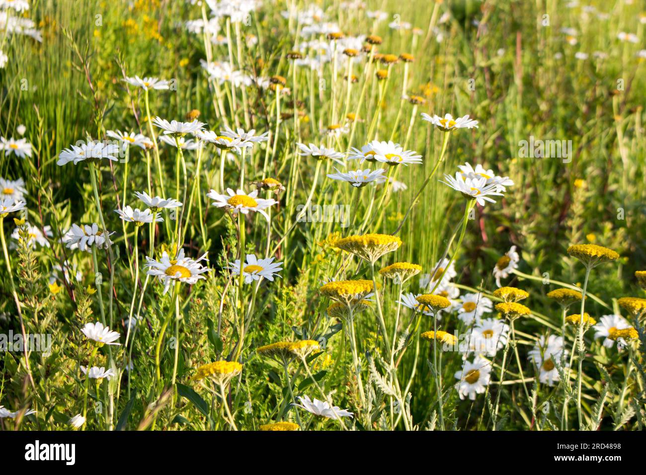 Daisies e tansy crescono nel prato. Serate estive di sole. Foto Stock