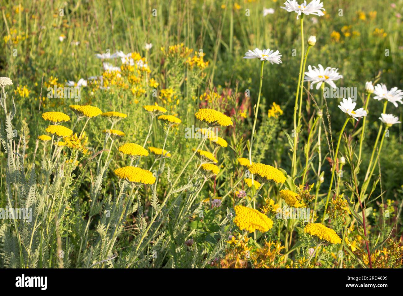 Daisies e tansy crescono nel prato. Serate estive di sole. Foto Stock