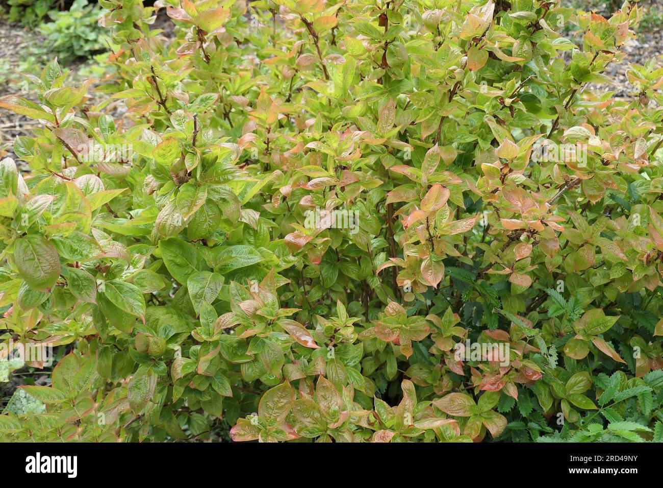 Primo piano delle foglie variegate dell'arbusto da giardino weigela florida ali di fuoco. Foto Stock